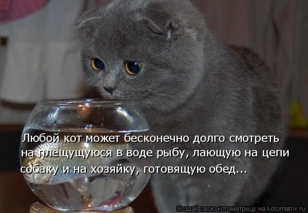 kotysmeshnye_kotyprikol_kotenoksmeshnocatkitten_08-600x414.jpg