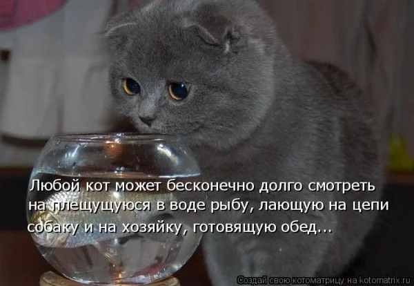 kotysmeshnye_kotyprikol_kotenoksmeshnocatkitten_08-600x414.webp