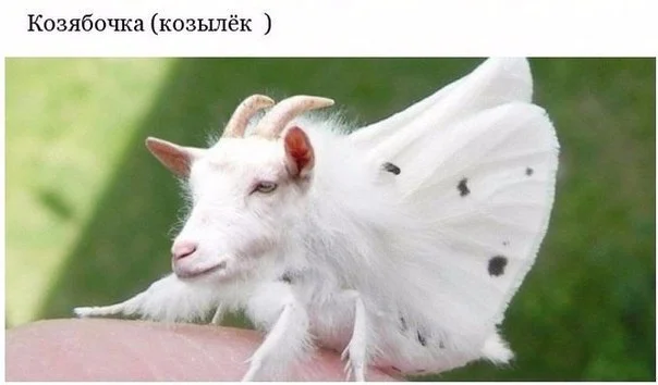 козылёк.webp