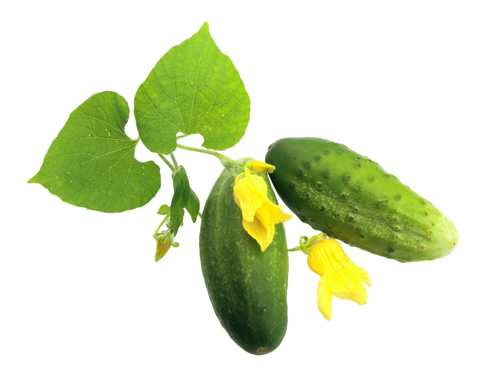 Kozzi-two-fresh-cucumbers-with-leaf-and-yellow-flowers-2222 X 1710.webp