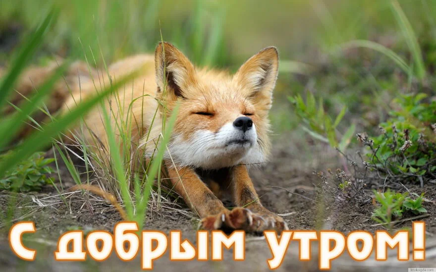 krasivye_kartinki_dobroe_utro_23.webp