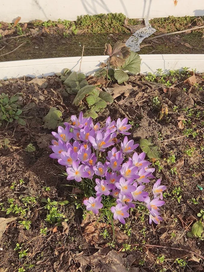 крокусы.webp