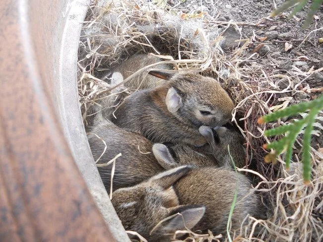 крольчата дикие в вазоне.webp