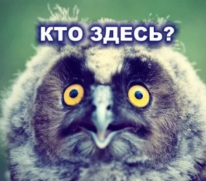 Кто здесь.webp