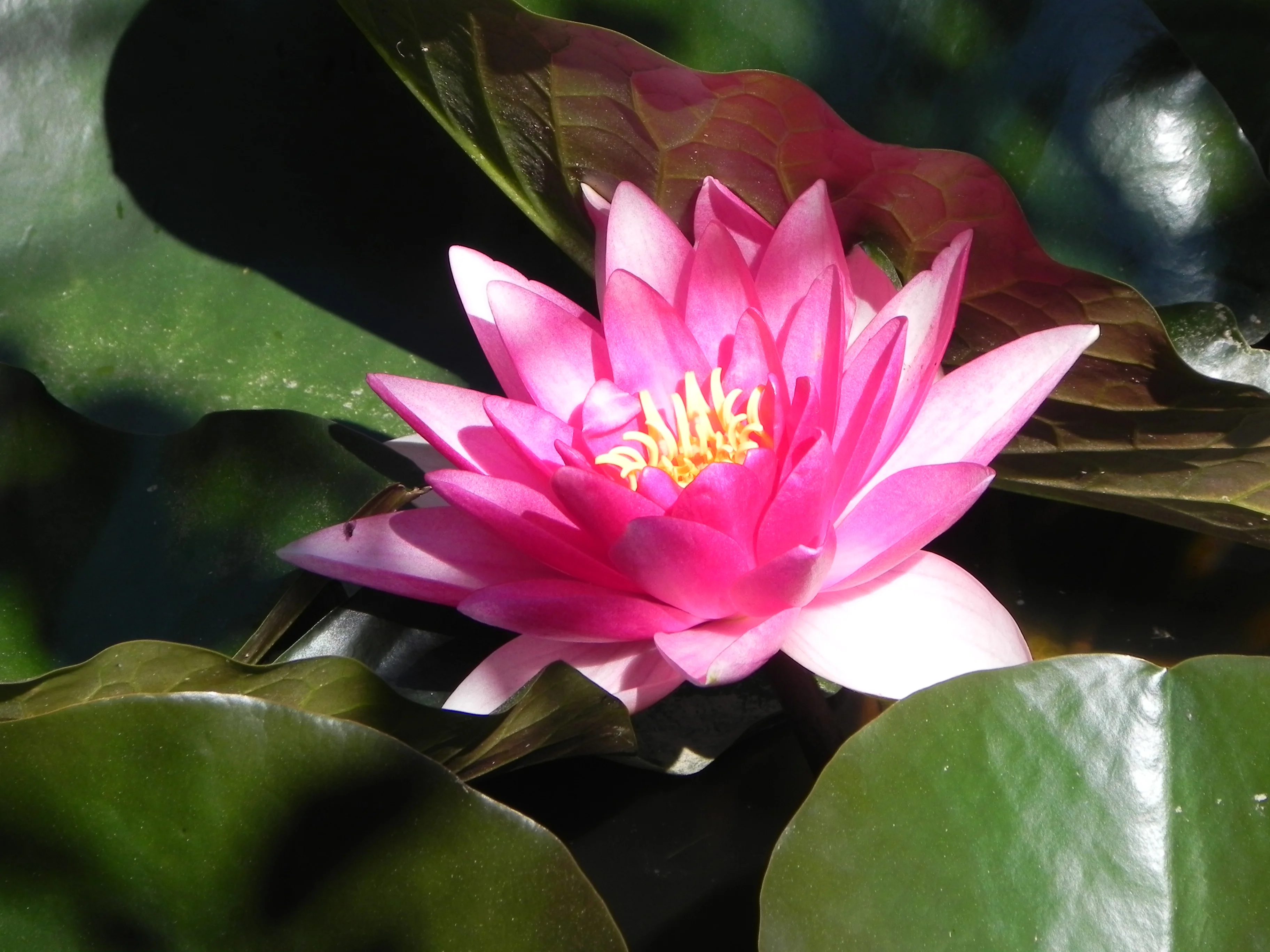 Кубань 2012 логонаки 106.webp