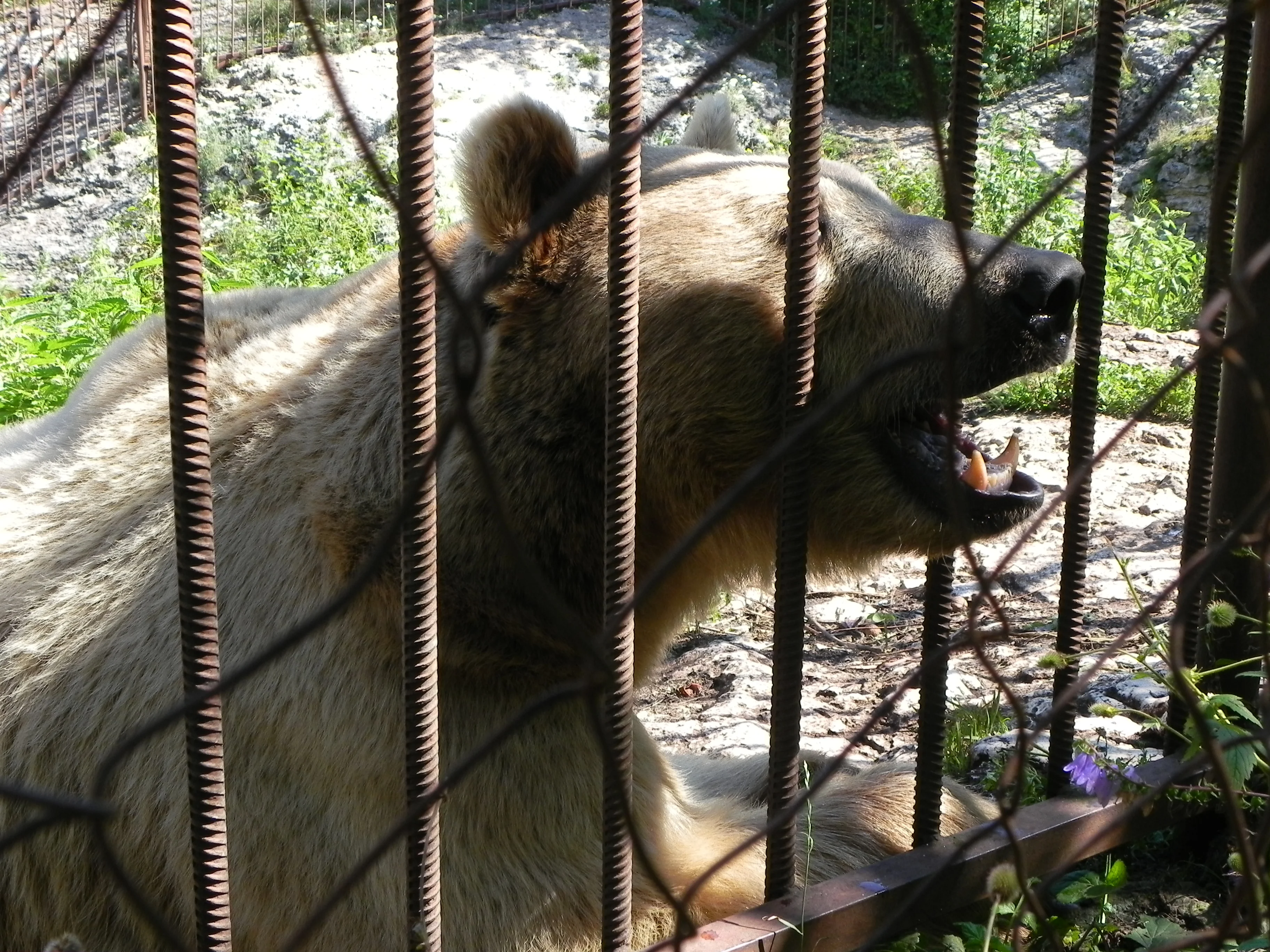 Кубань 2012 логонаки 126.webp