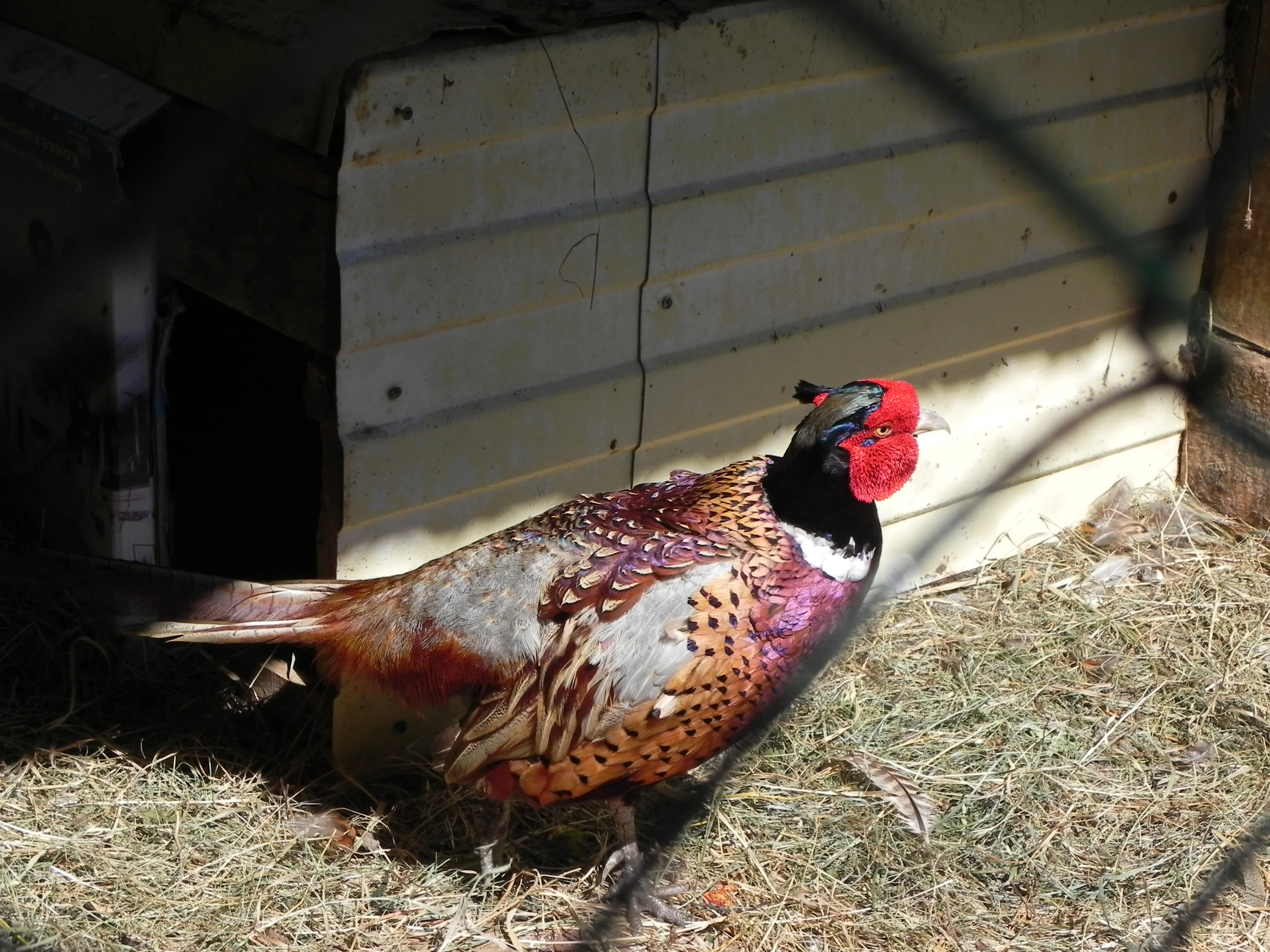 Кубань 2012 логонаки 177.webp