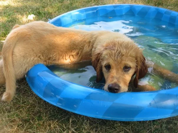 купание -.webp