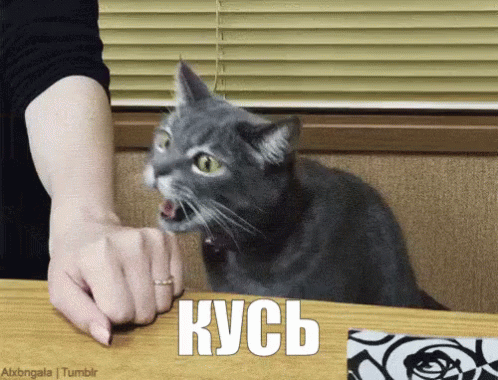 КУСЬ.gif