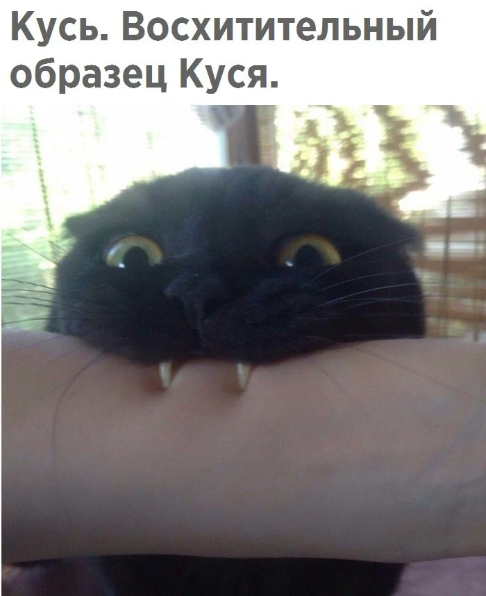кусь.webp
