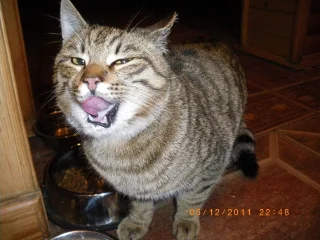 Кузя 005 (320x240).jpg