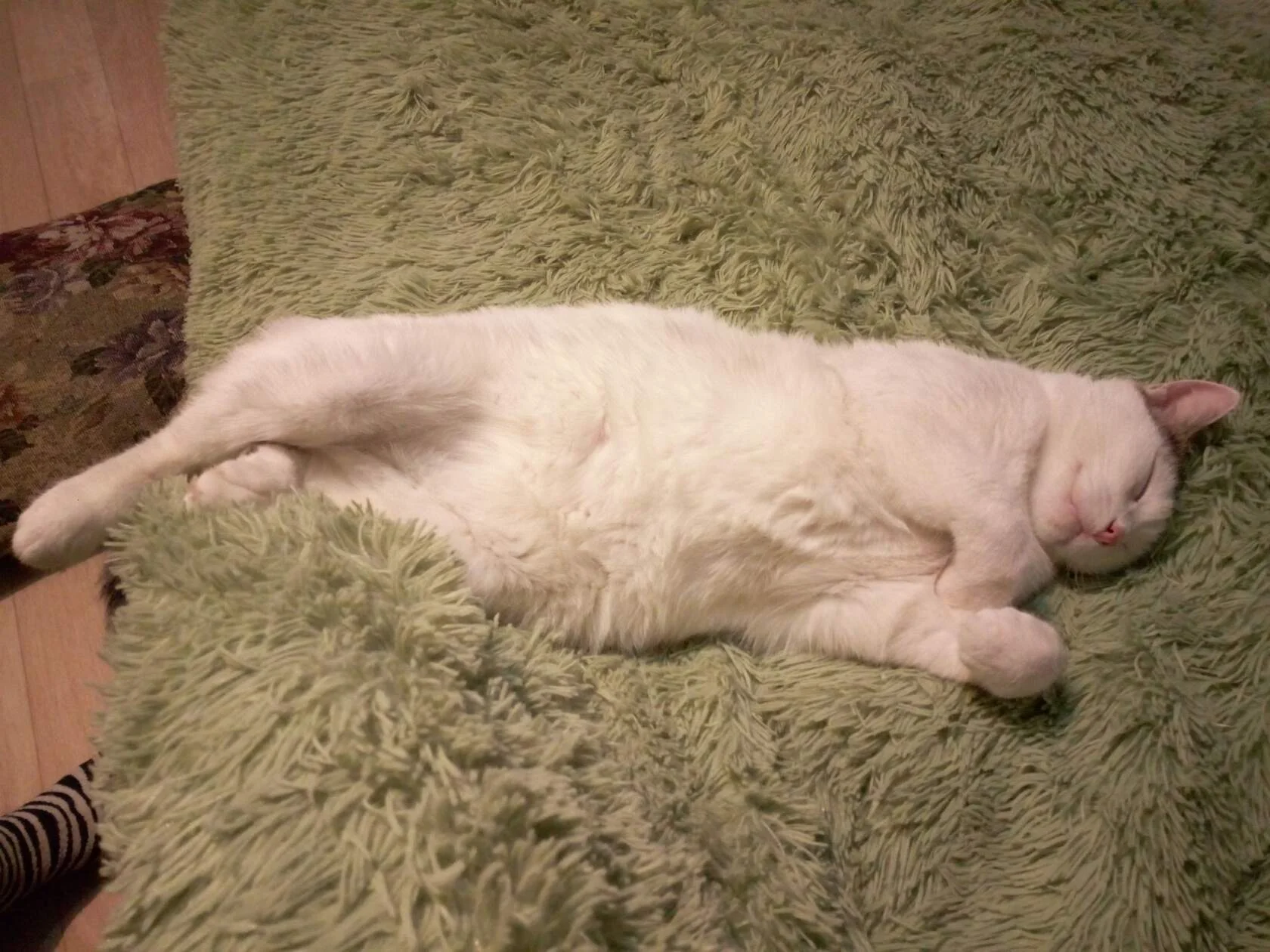 кузя вау.webp