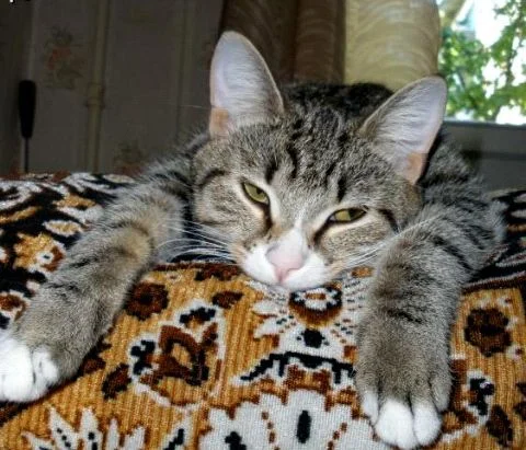 кыся устала.webp