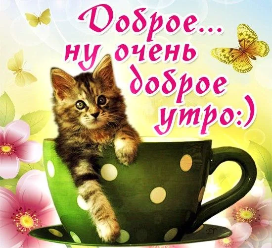 l_1734-otkritki-Otkritka-kartinka-dobroe-utro-kotenok.webp