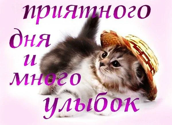 l_1964-otkritki-Otkritka-pozhelanie-horoshego-dnya-kotenok.webp