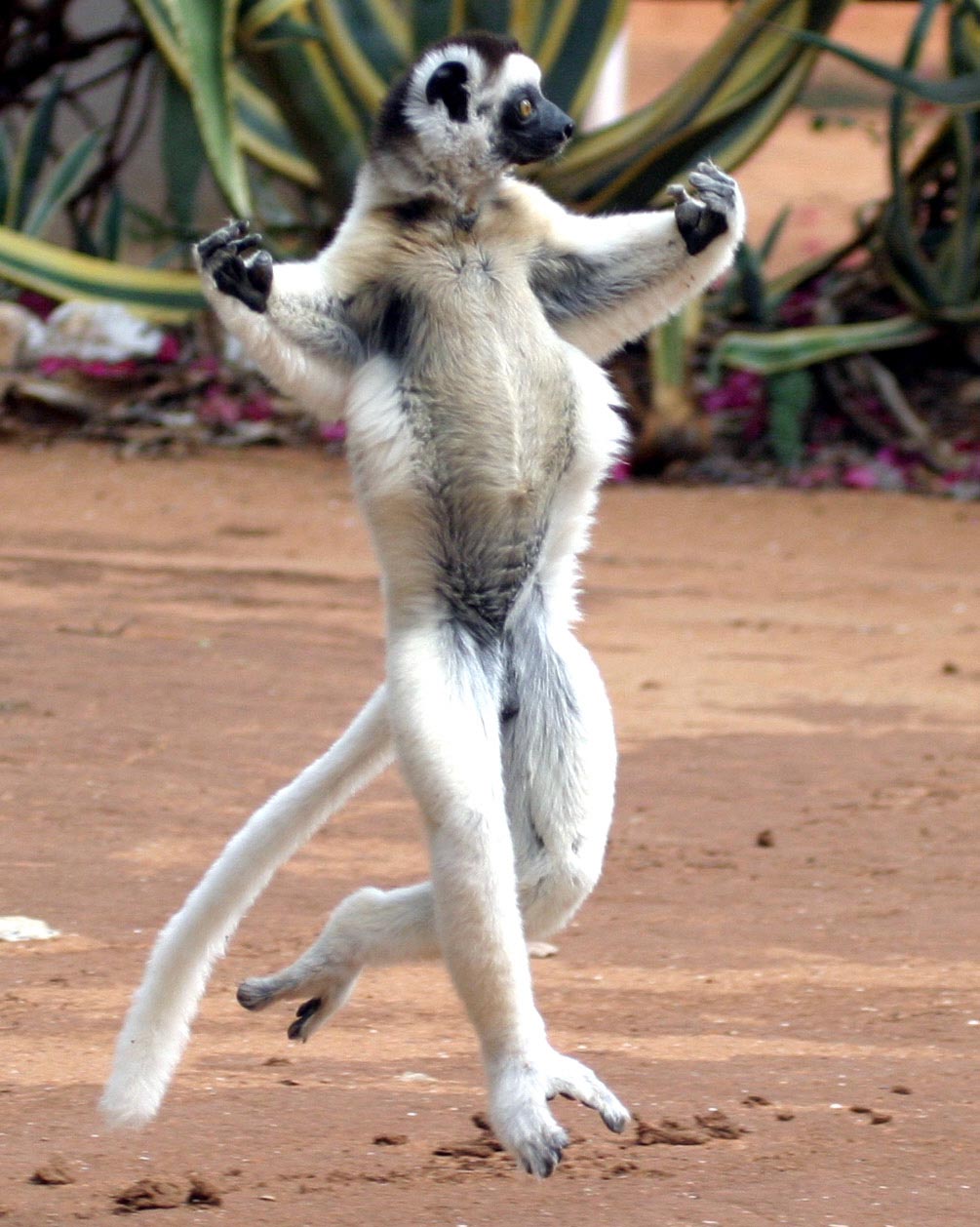 La_Verreaux_Sifaka.jpg