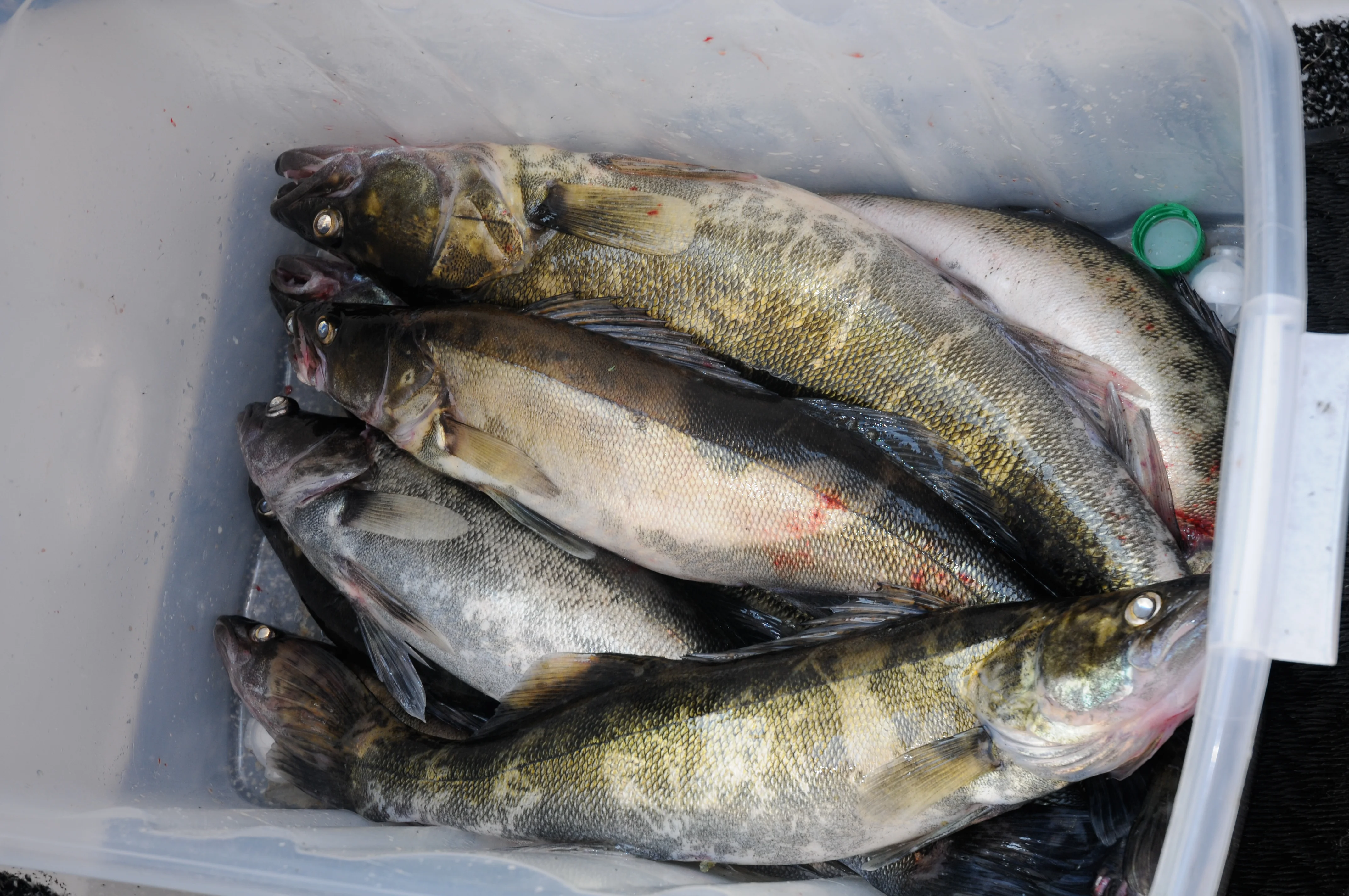 Ладога 2010 025.webp