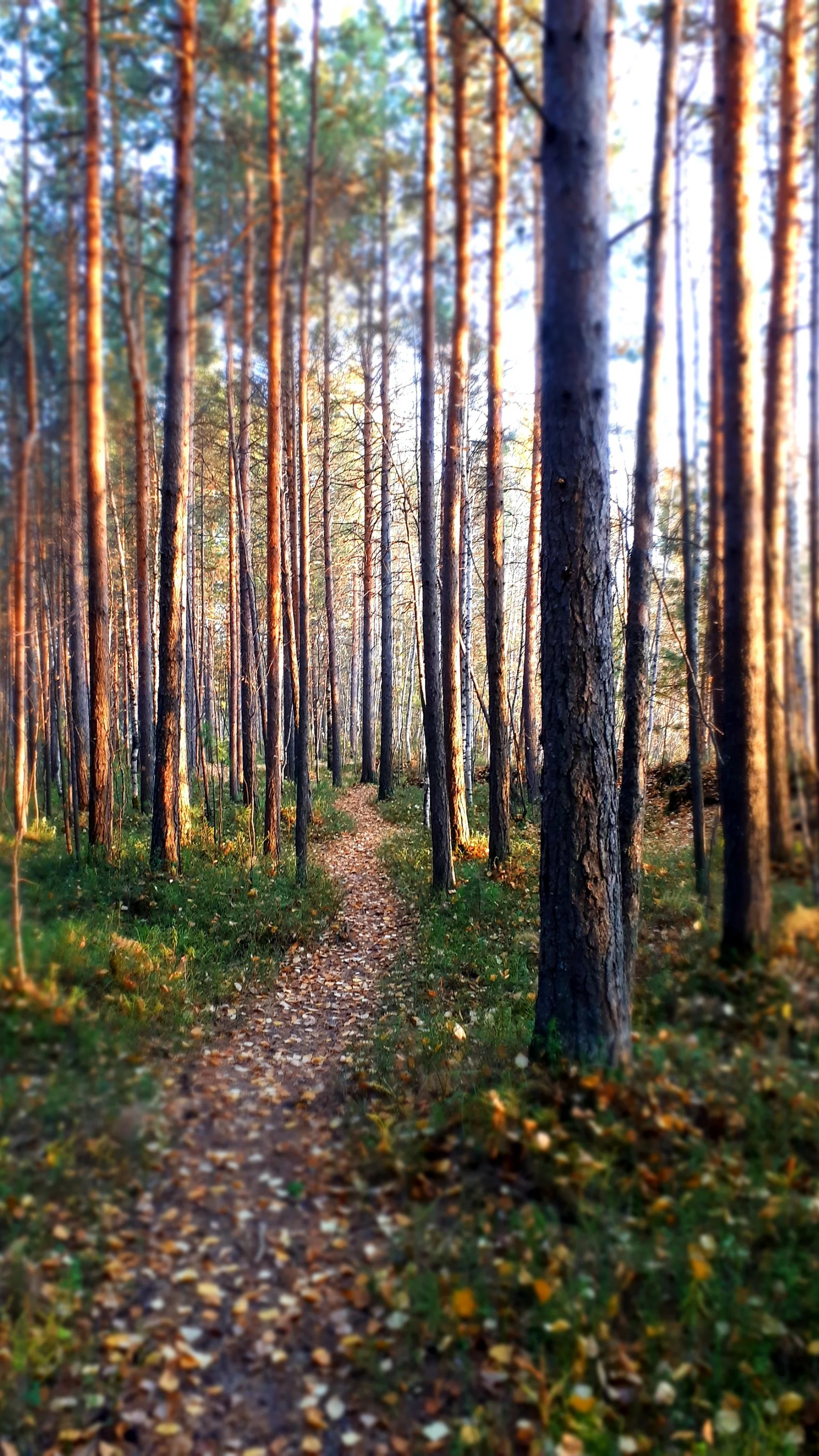 лапка тропинка.webp