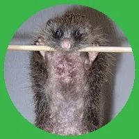 Лапочка Я.webp