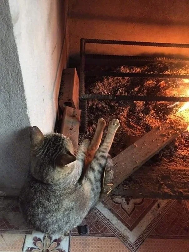 лапочки греет.webp