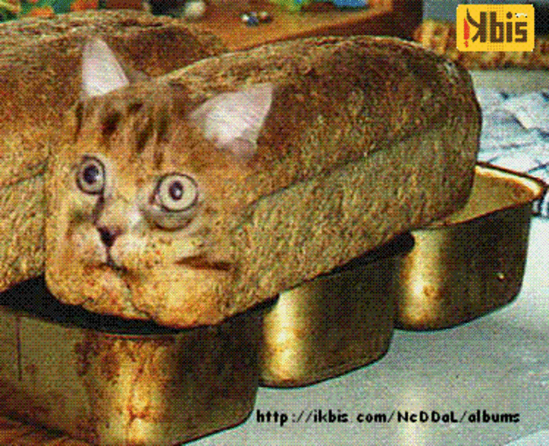 large_cat_bread.gif