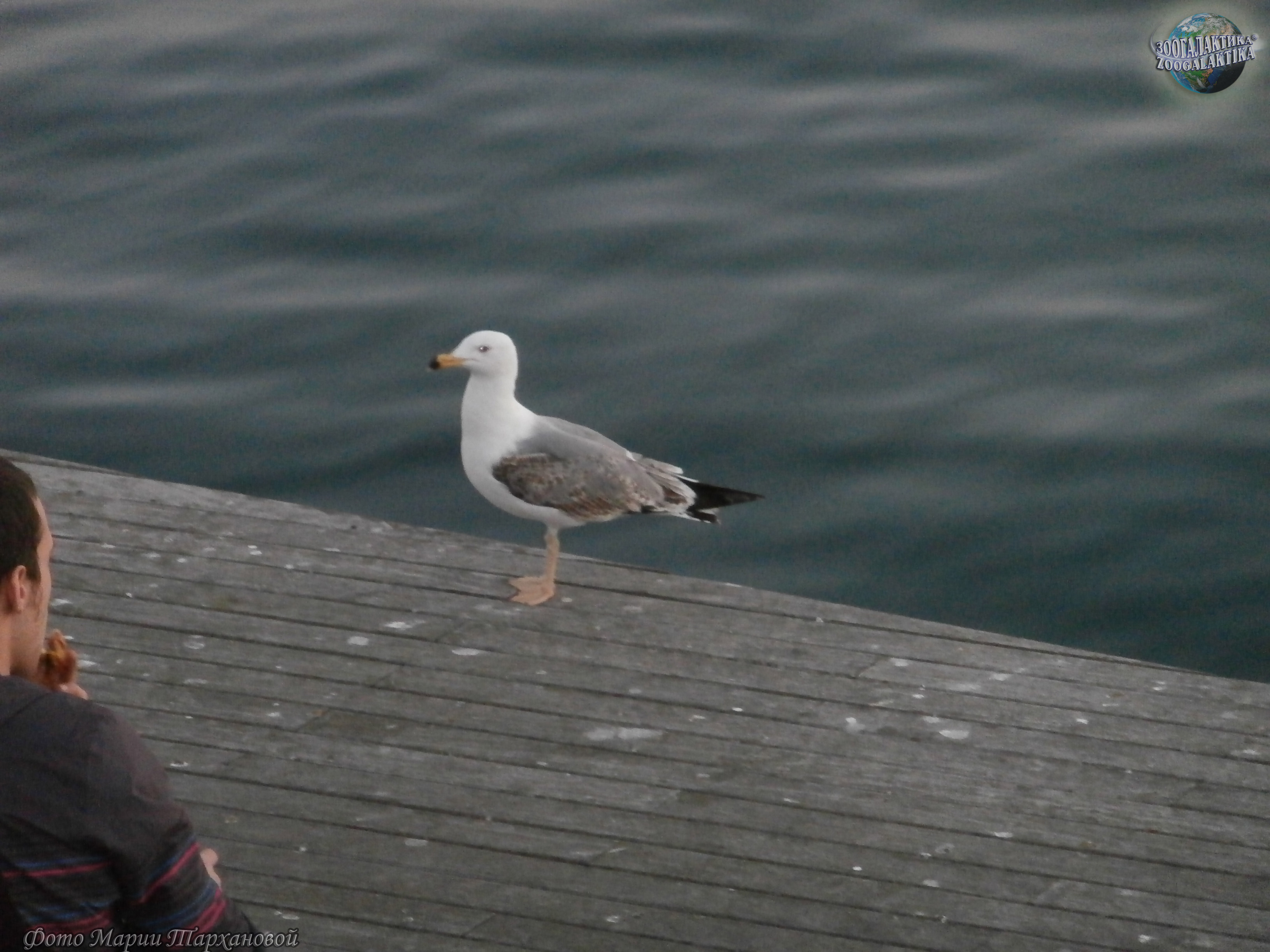 larus-michahellis_03.jpg