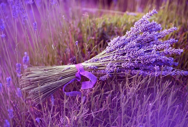 lavanda-v-kachestve podarka5.webp