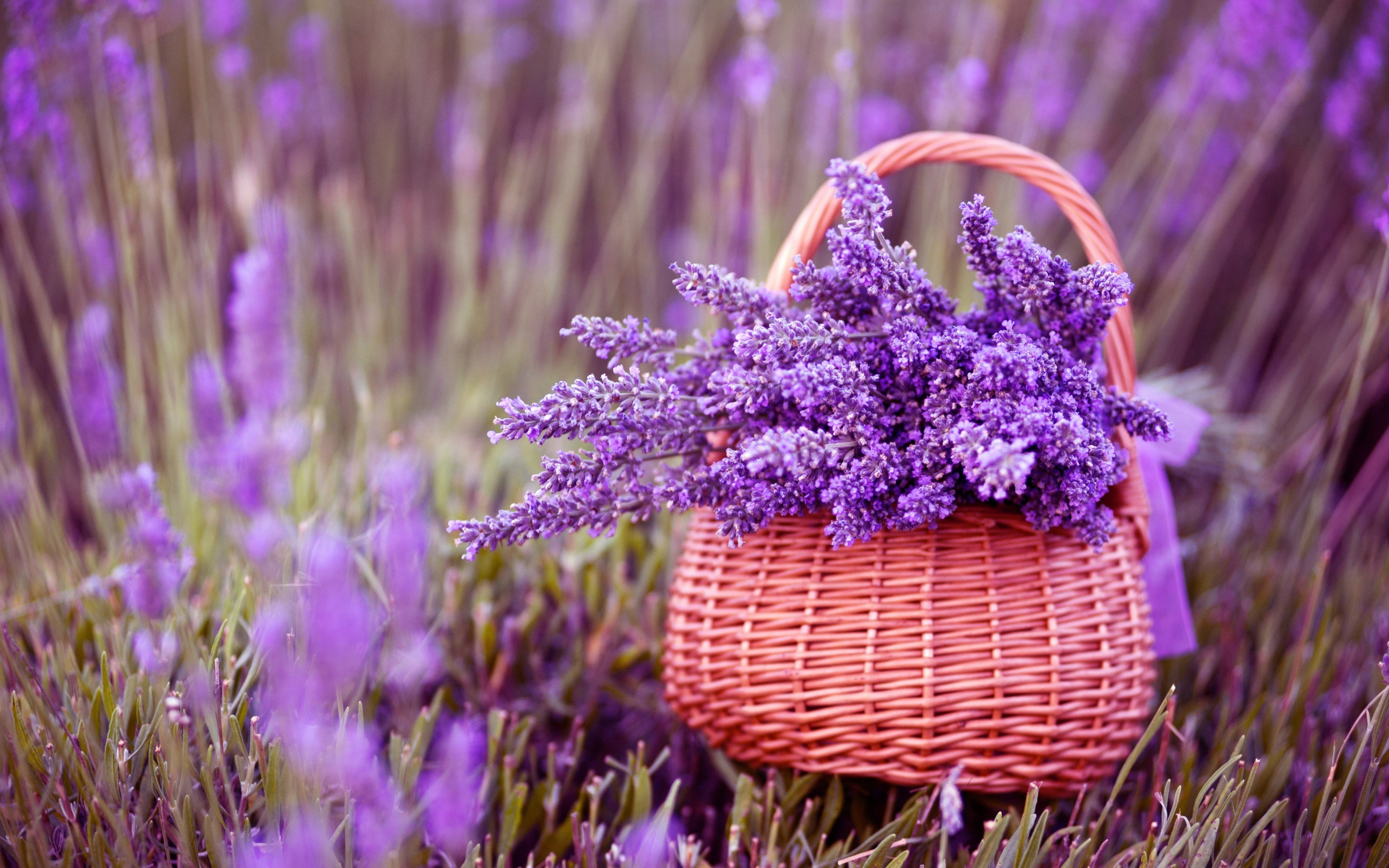 lavender-flowers-basket-wallpaper-1.jpg