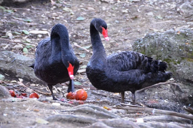 лебедьь1 помидоры.webp