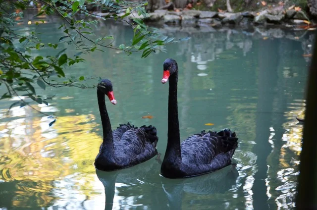 Лебедь3! чат.webp