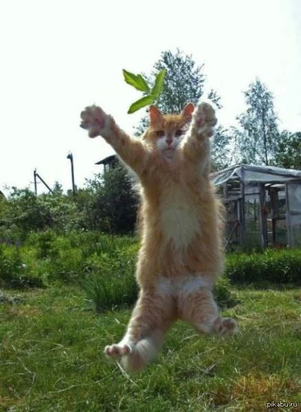 Лечу обнимать.webp