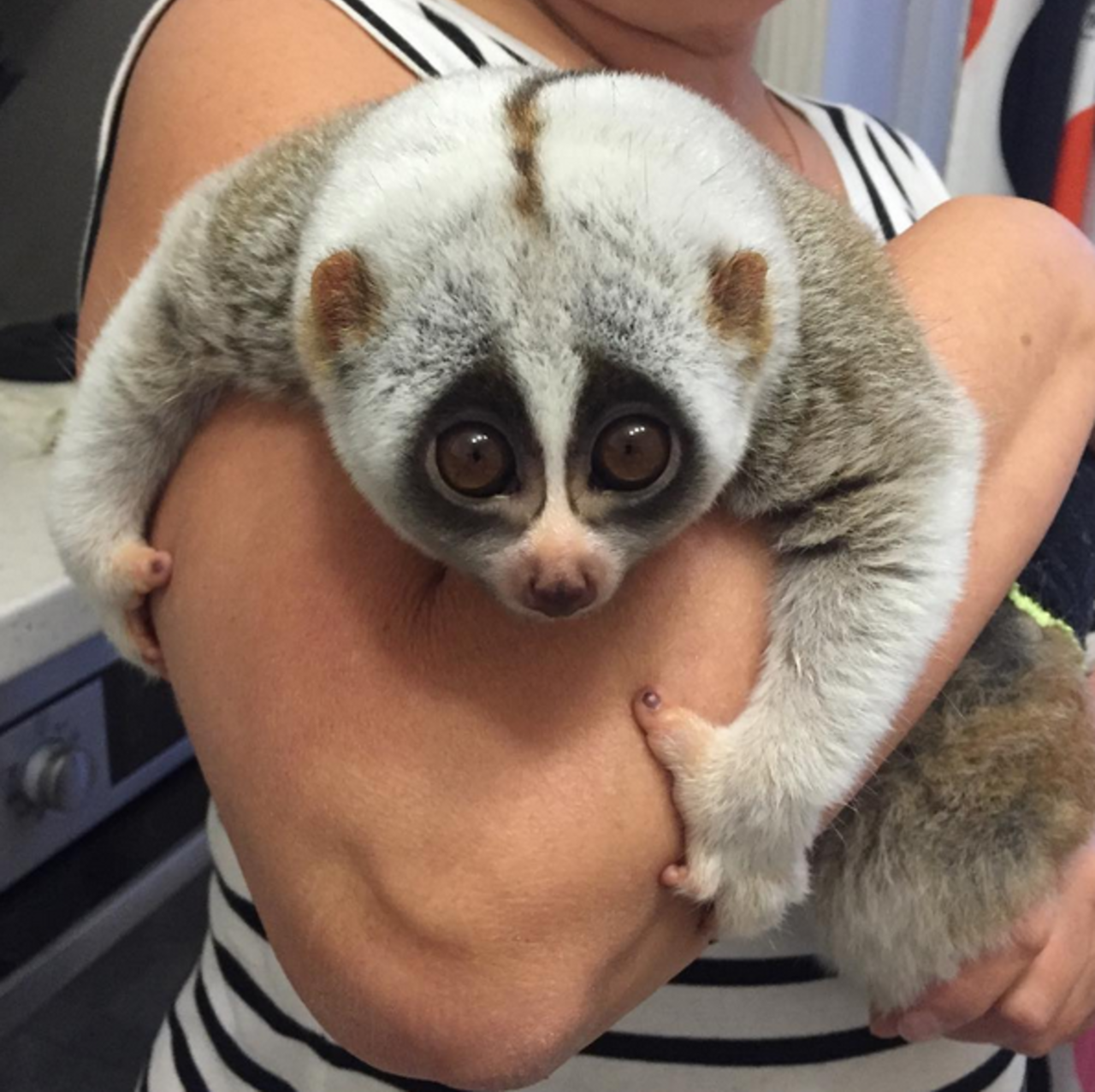 lemur-2.png