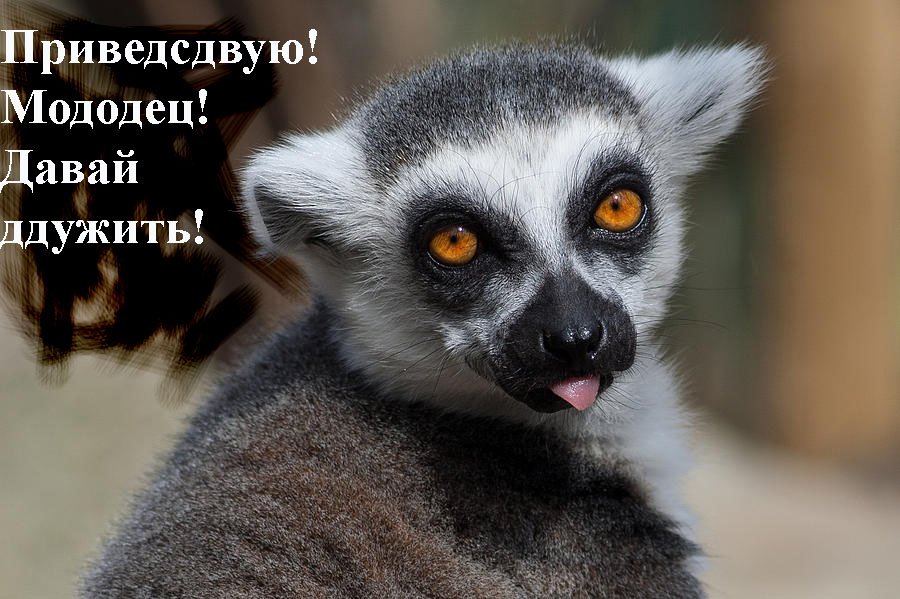 lemur-unique-animals-hd-quality.jpg