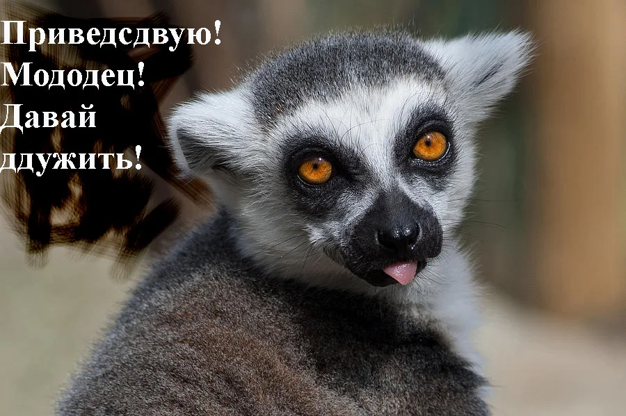 lemur-unique-animals-hd-quality.webp