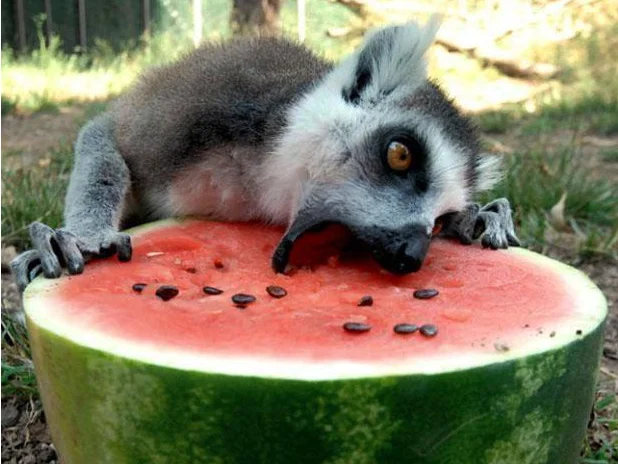 lemur-watermelon.webp