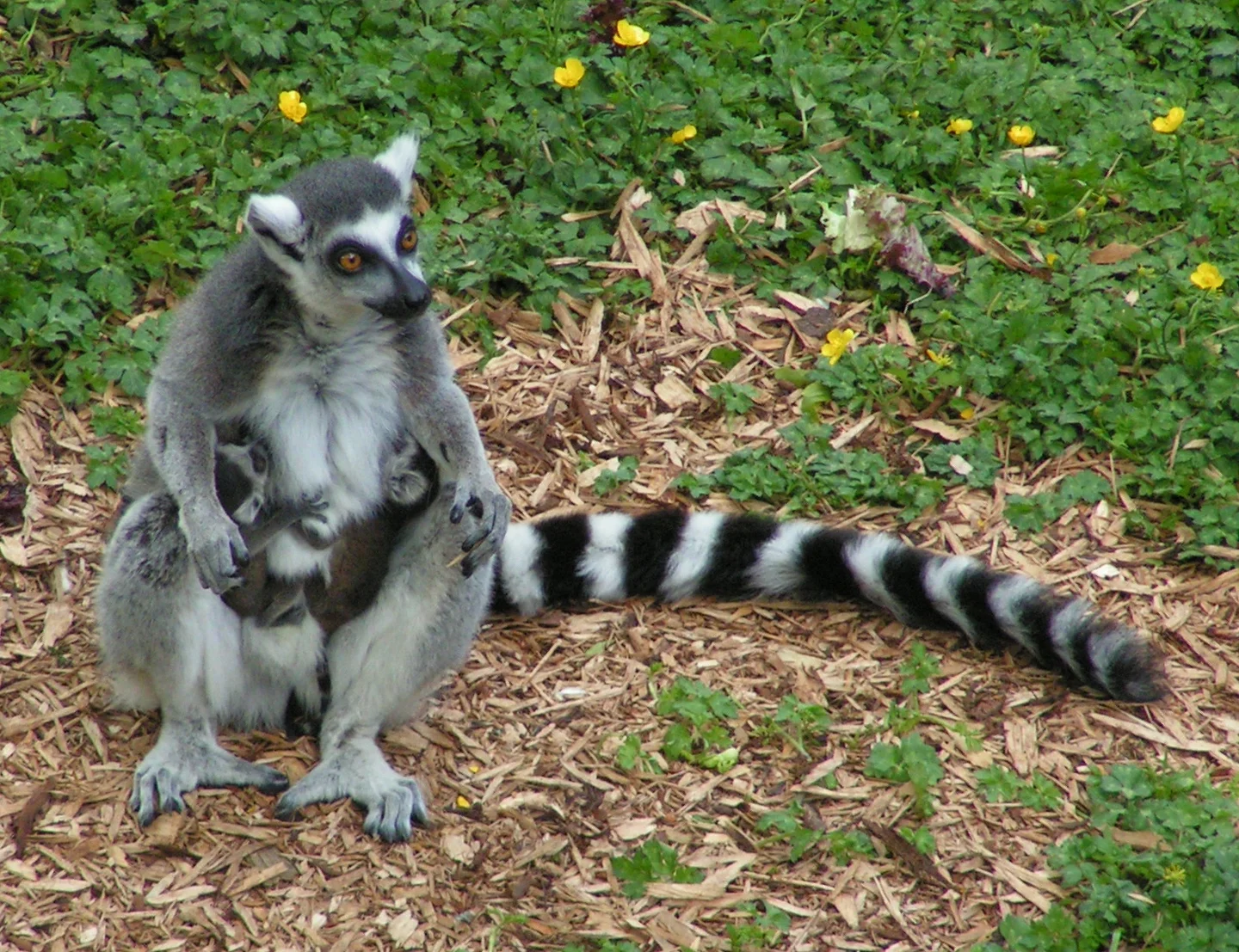 lemur.webp