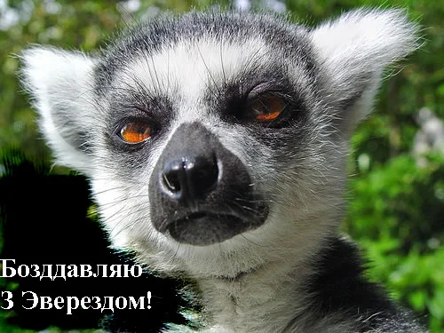 лемур.webp