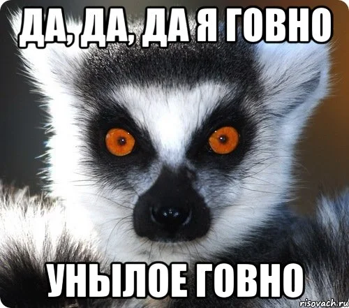 lemur_31851911_orig_.webp