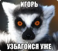 lemur_41432221_orig_.webp