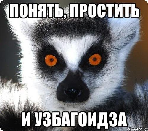 lemur_46623717_orig_.webp