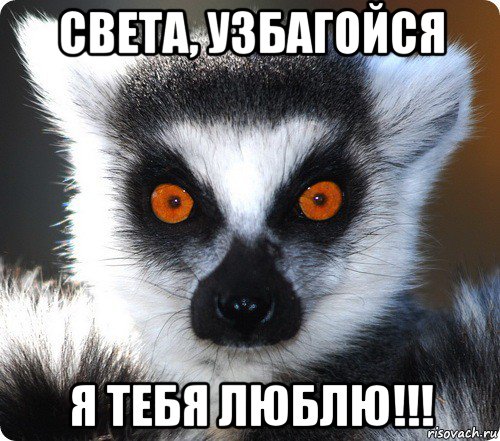 lemur_66653678_orig_.jpg