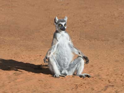 lemurs-live-in-madagascar-1.jpg