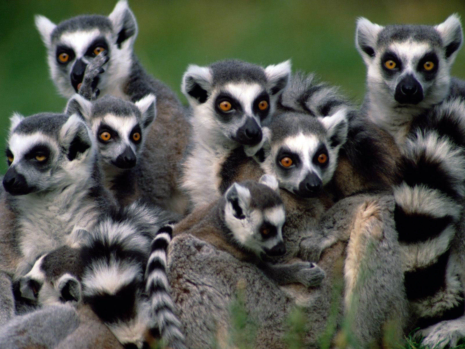 Lemuryi-Lemuriformes.jpg