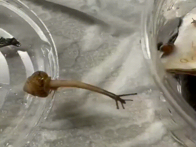 @lepragram (1) (1).gif