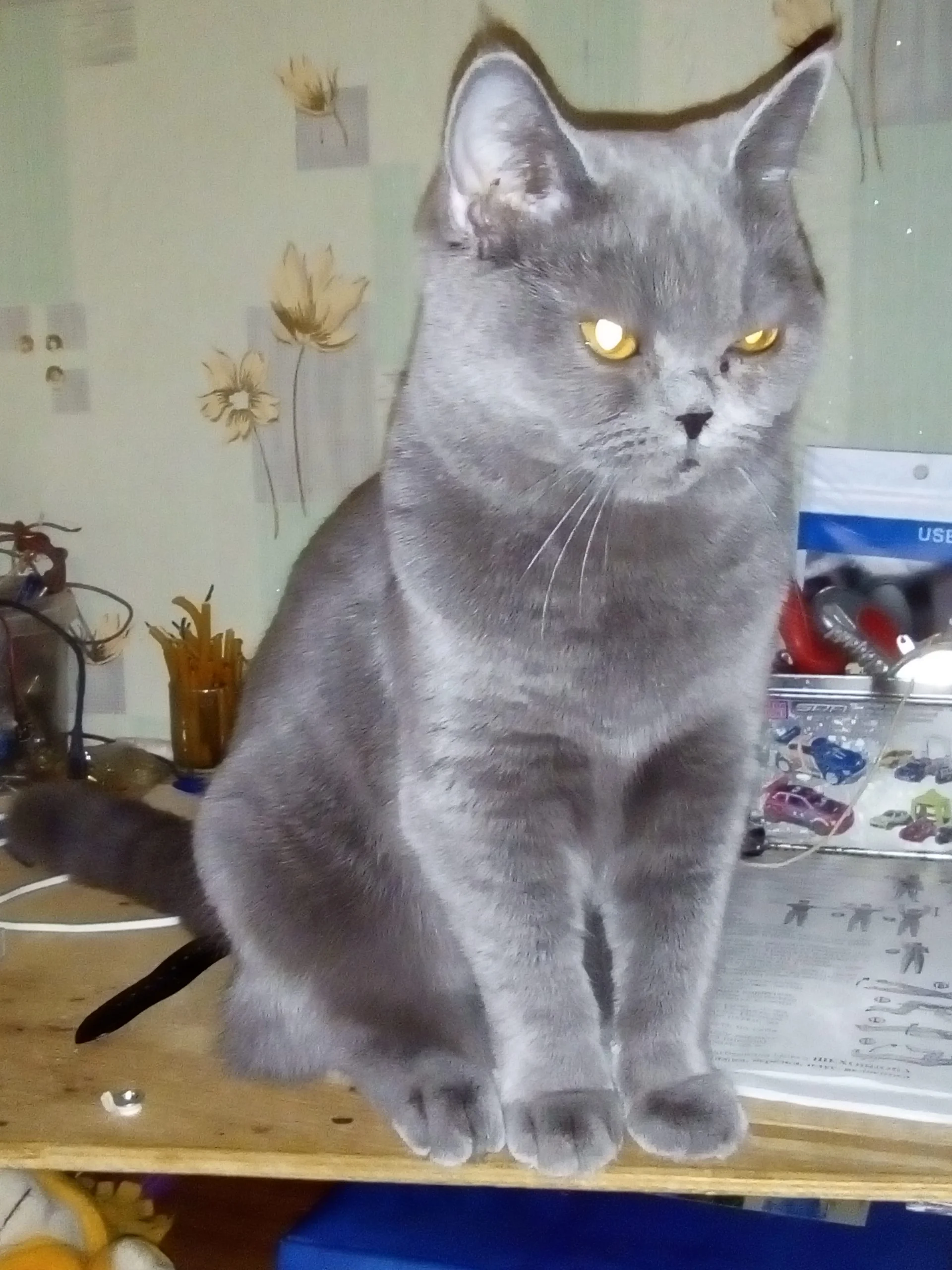 леша и кошка 1.webp