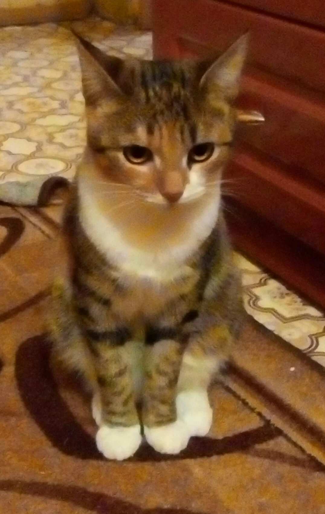 леша и кошка 2.webp