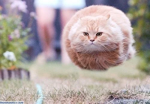 летящий коте.webp