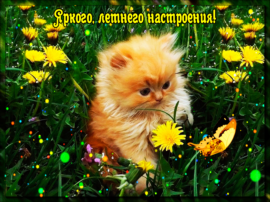 letnego-nastroeniya.gif