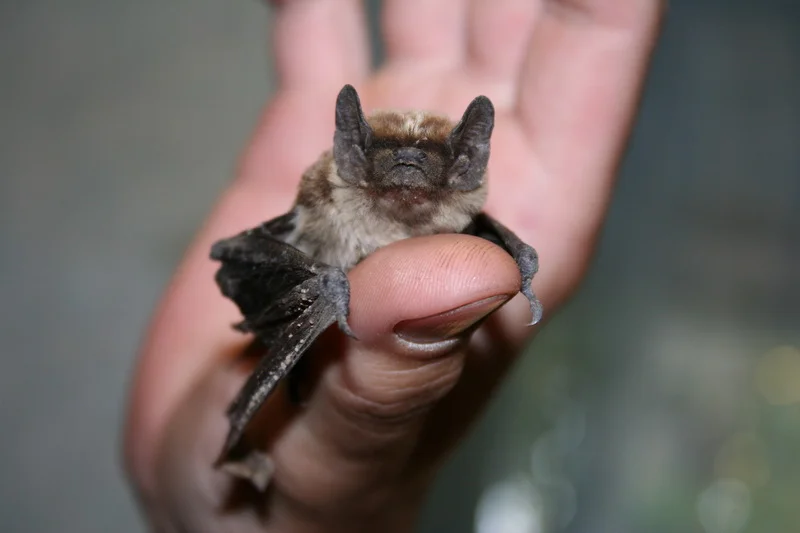 Летучая мышь.webp