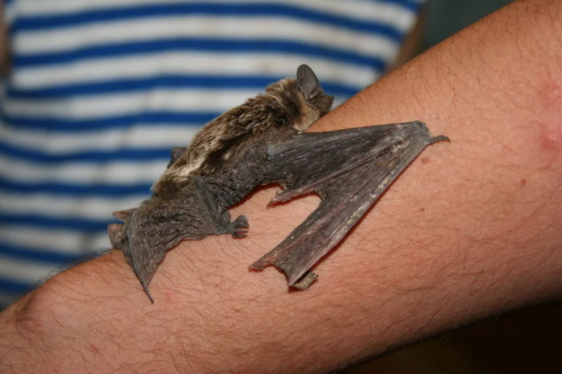 Летучая мышь2.webp